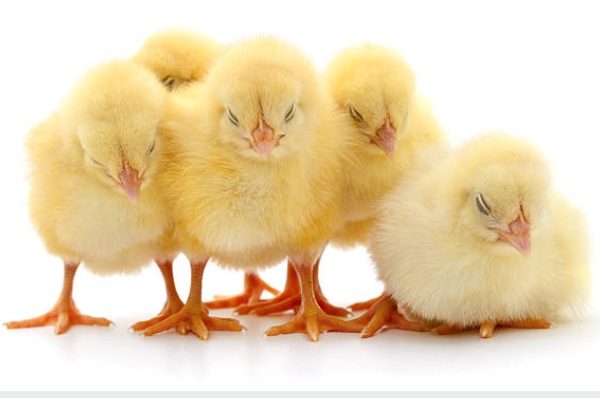 Broiler chicks